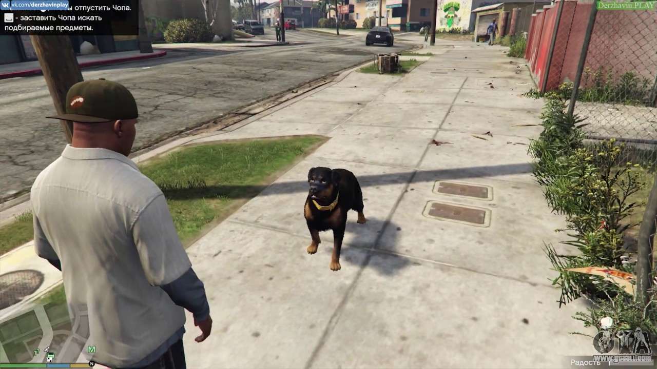 iFruit App - Chop The Dog : GRAND THEFT AUTO 5 - iPhone 