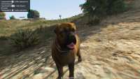 In GTA 5 you can turn into a Rottweiler!