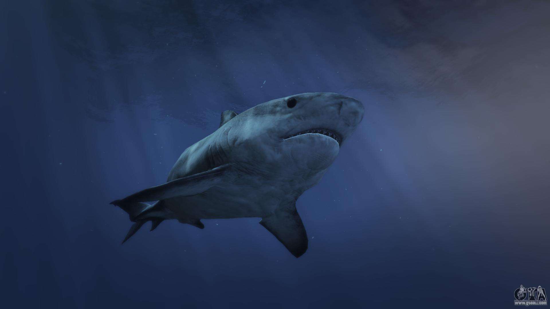 Gta 5 акула кит фото 40