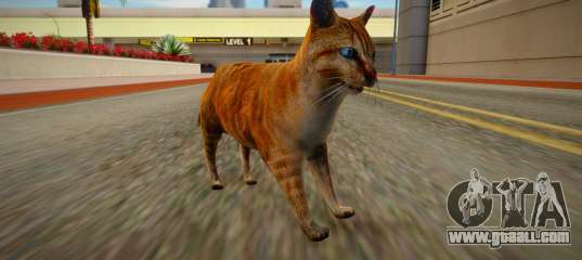 Cat