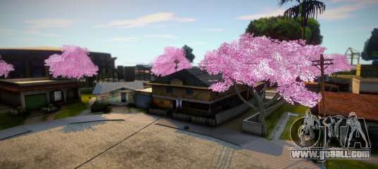 Beautiful Sakura Trees